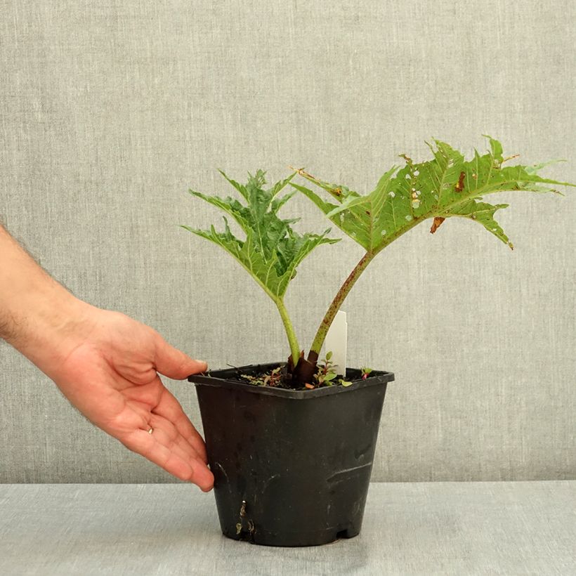 Esemplare di Rheum palmatum var. tanguticum - Rabarbaro palmato Vaso da 2L/3L consegnato in estate