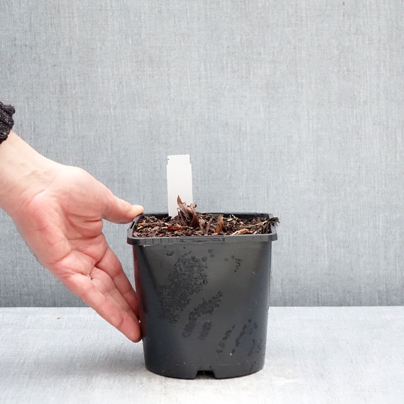 Rheum palmatum var. tanguticum - Rabarbaro palmato Vaso da 2L/3L esemplare consegnato in inverno