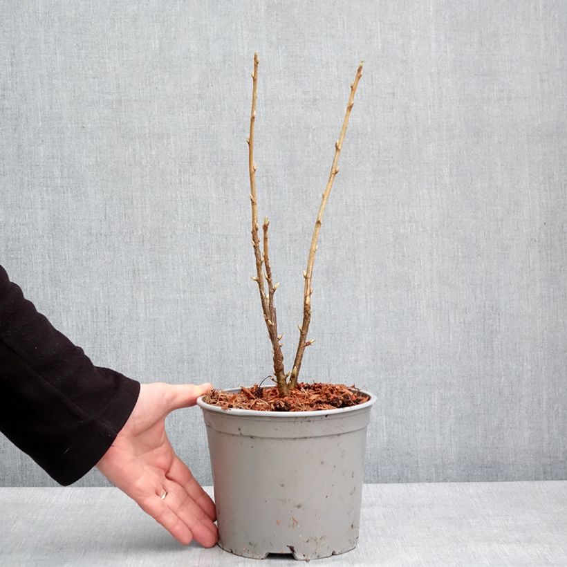 Ribes americanum Variegatum Vaso da 3L/4L esemplare consegnato in inverno