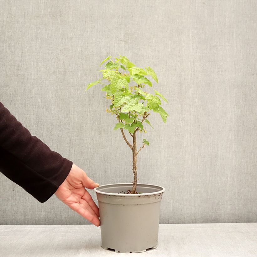 Ribes americanum Variegatum Vaso da 3L/4L esemplare consegnato in primavera