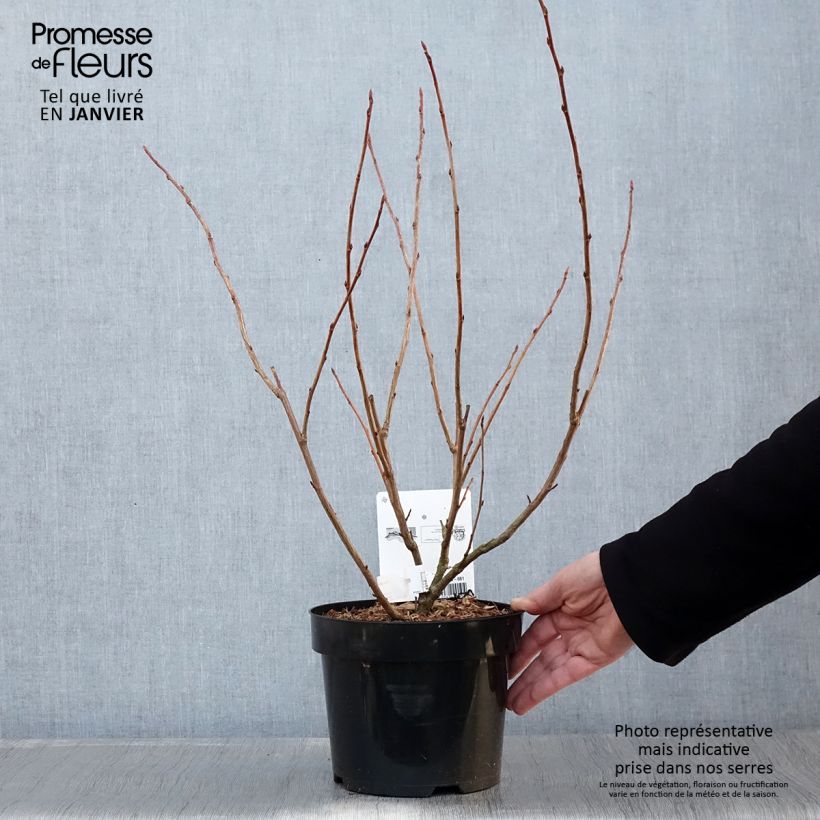 Ribes gordonianum Vaso da 3L/4L esemplare consegnato in inverno