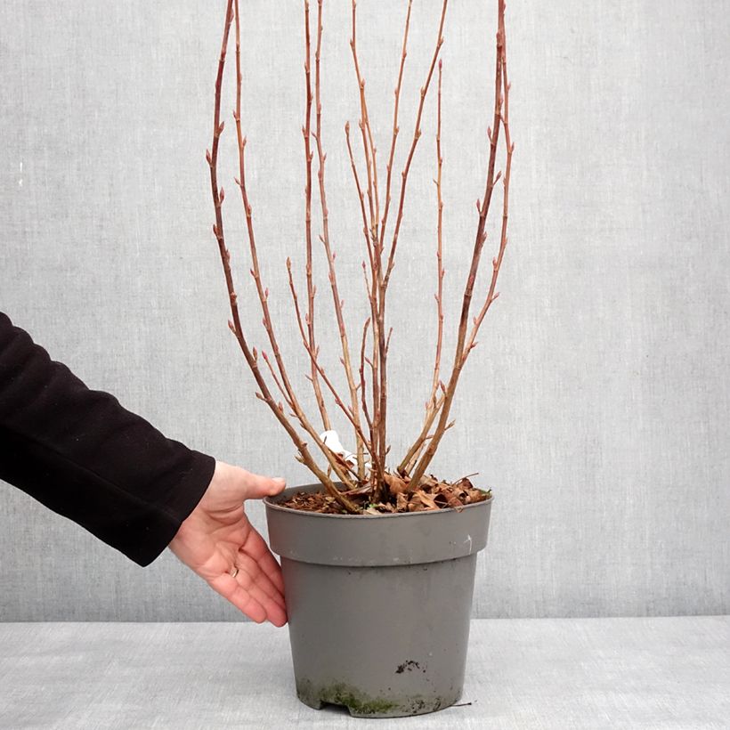 Ribes sanguigno Amore Vaso da 4L/5L esemplare consegnato in inverno