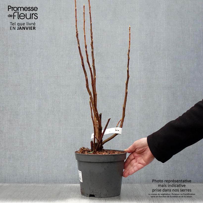 Ribes sanguineum - Ribes sanguigno Vaso da 3L/4L esemplare consegnato in inverno