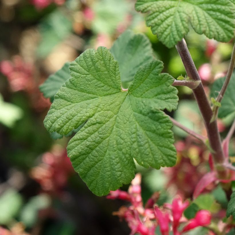 Ribes sanguigno Johannie PinkPomp (Fogliame)