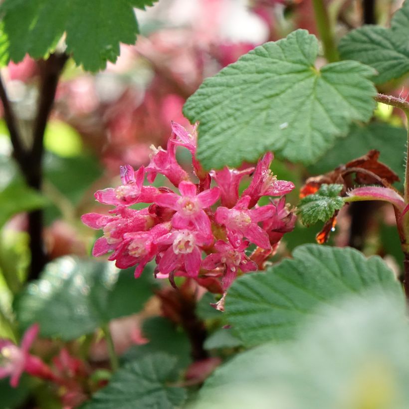Ribes sanguigno Johannie PinkPomp (Fioritura)