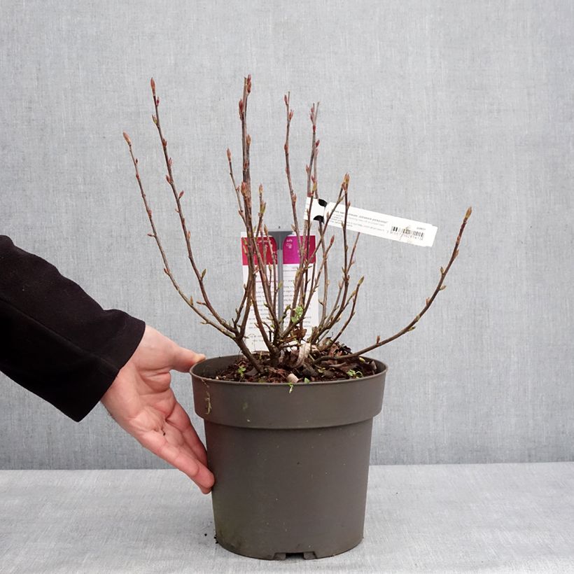 Ribes sanguineum Johannie PinkPomp - Groseillier à fleurs Vaso da 4L/5L esemplare consegnato in inverno