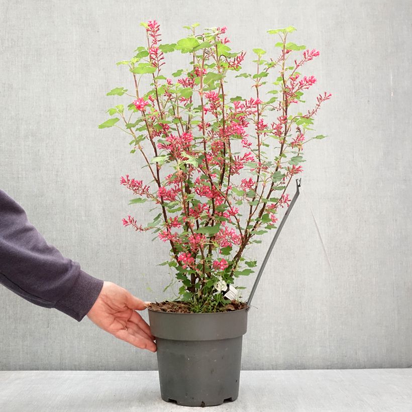 Ribes sanguigno Johannie PinkPomp Vaso da 4L/5L esemplare consegnato in primavera