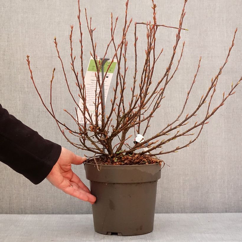 Ribes sanguineum Johannie Whitenow! - Groseillier à fleurs Vaso da 4L/5L esemplare consegnato in inverno