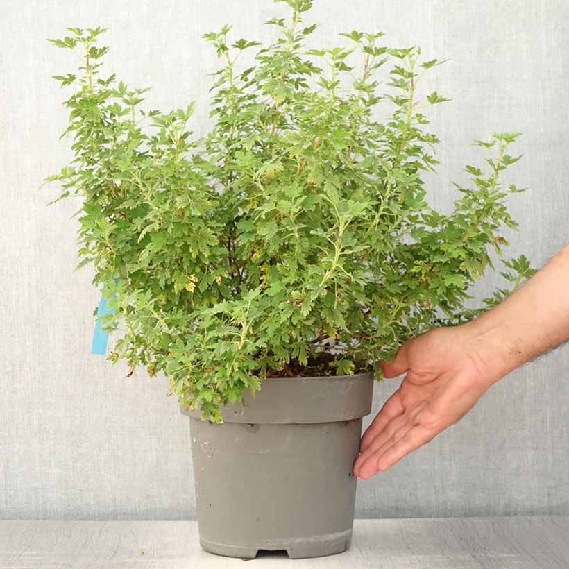 Esemplare di Ribes sanguigno Oregon Snowflake Vaso da 3L/4L consegnato in estate