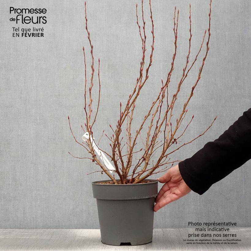 Ribes sanguigno Oregon Snowflake Vaso da 3L/4L esemplare consegnato in inverno