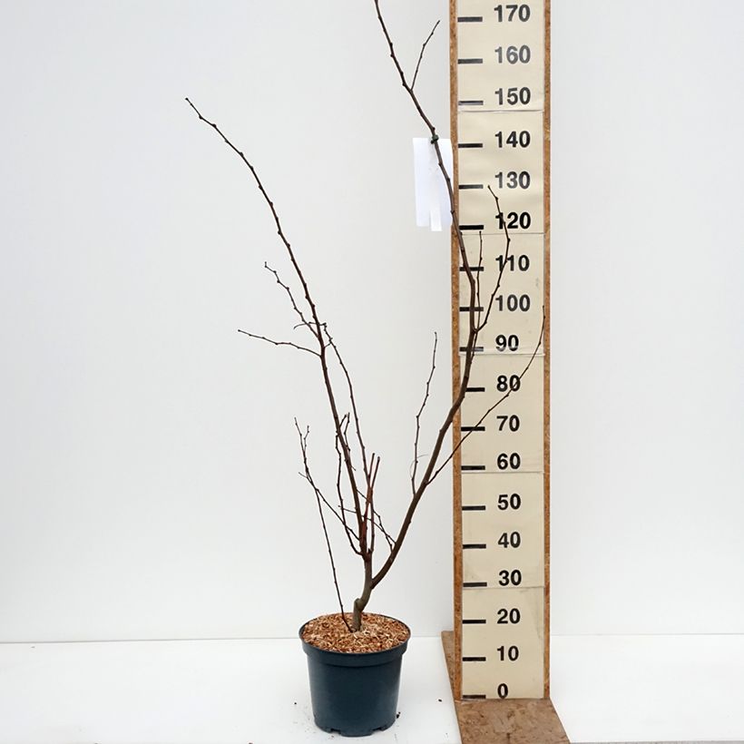 Robinia margaretta Georgia da Torino - Robinia rosa Vaso da 7,5L/10L esemplare consegnato in inverno