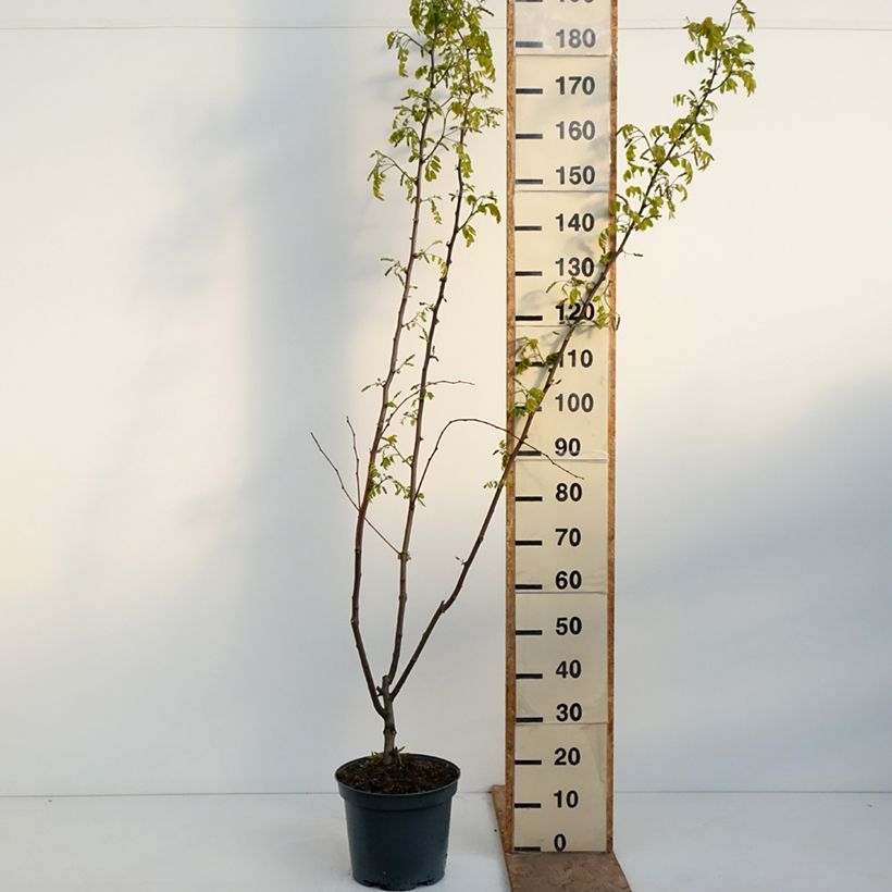 Robinia margaretta Georgia da Torino - Robinia rosa Vaso da 7,5L/10L esemplare consegnato in primavera