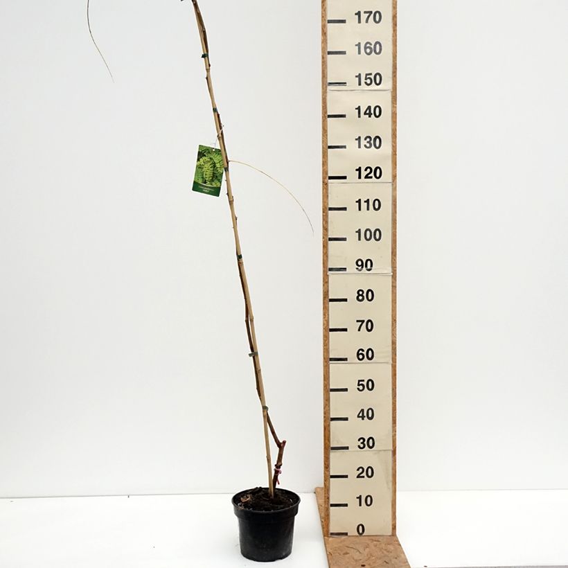 Esemplare di Robinia pseudoacacia Altdorf - Robinia Vaso da 4L/5L come consegnato in autunno