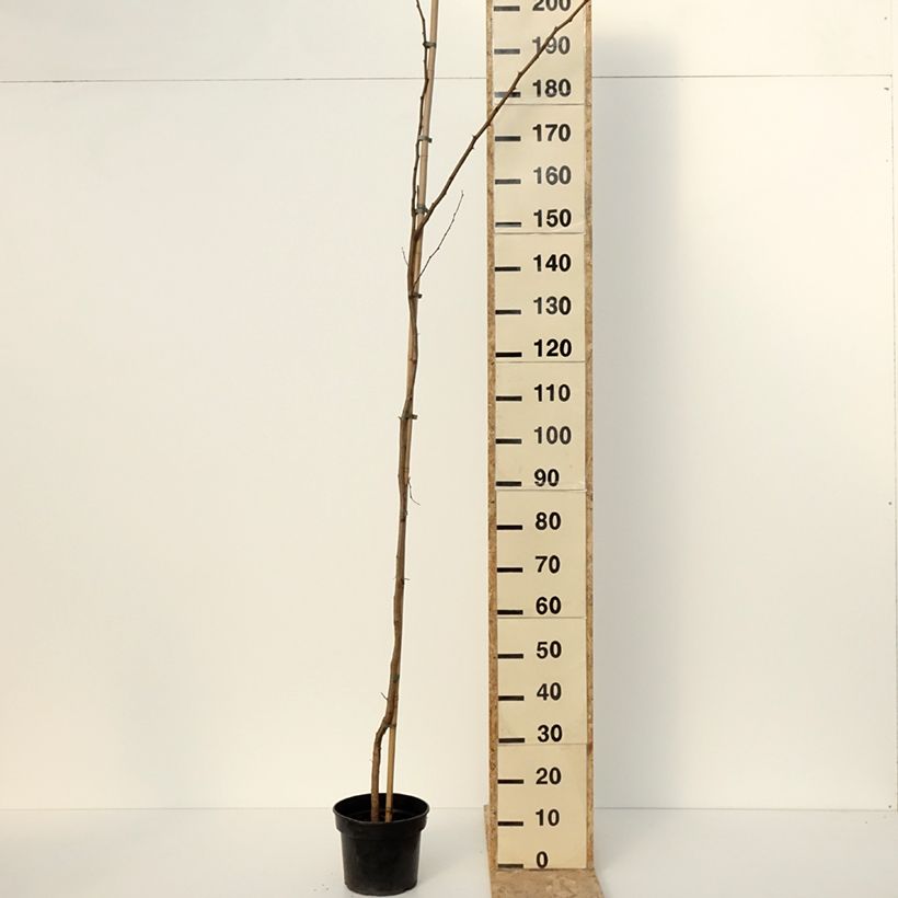 Robinia pseudoacacia Altdorf - Robinia Vaso da 4L/5L esemplare consegnato in inverno