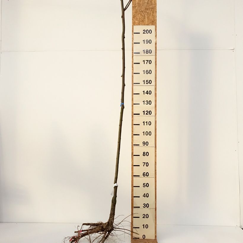 Robinia pseudoacacia Casque Rouge - Robinia a fiore rosse Piante grandi a radice nuda esemplare consegnato in inverno