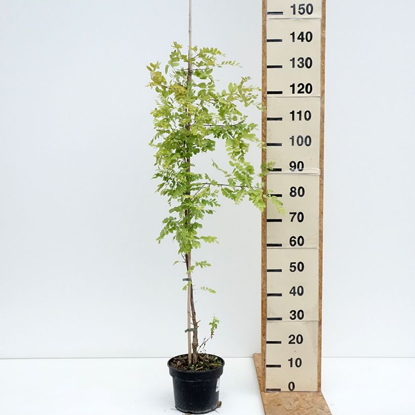 Esemplare di Robinia pseudoacacia Coluteoides - Robinia Vaso da 4L/5L consegnato in estate