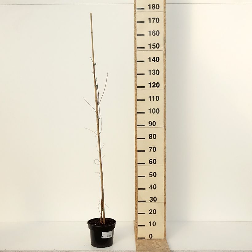 Robinia pseudoacacia Coluteoides - Robinia Vaso da 4L/5L esemplare consegnato in inverno