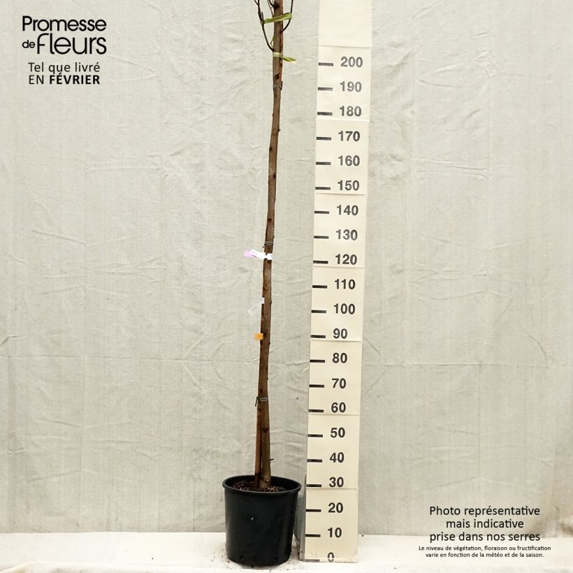 Robinia pseudoacacia Frisia - Robinia dorato Vaso da 12L/15L esemplare consegnato in inverno