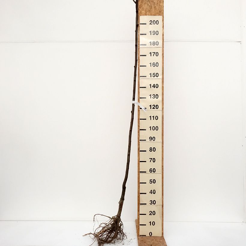 Robinia pseudoacacia Frisia - Robinia dorato Piante grandi a radice nuda esemplare consegnato in inverno