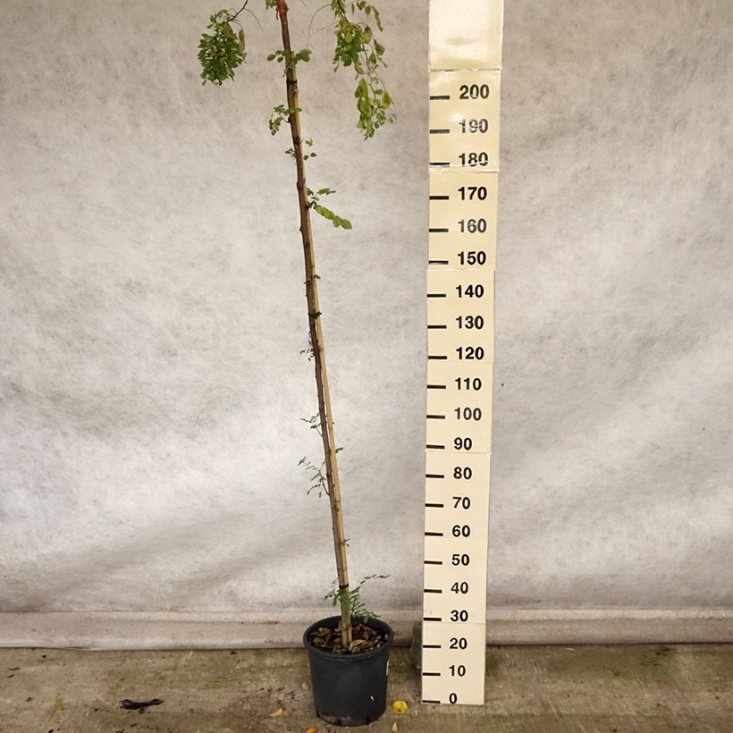 Esemplare di Robinia pseudoacacia Twisty Baby Lace Lady - Robinia Vaso da 12L/15L come consegnato in autunno