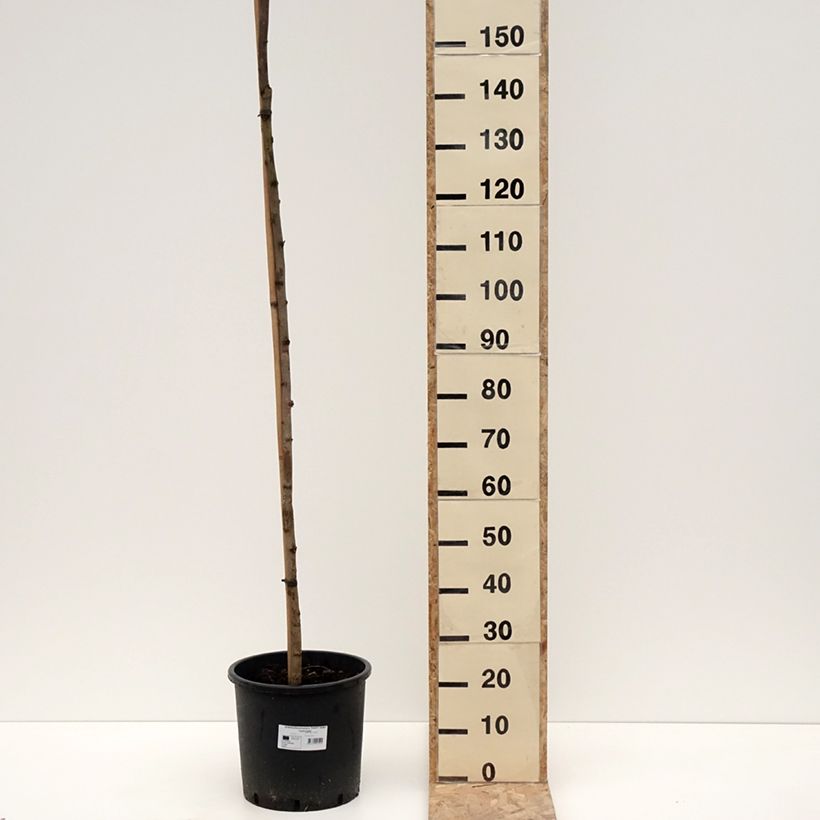 Robinia pseudoacacia Twisty Baby Lace Lady - Robinia Vaso da 7,5L/10L esemplare consegnato in inverno