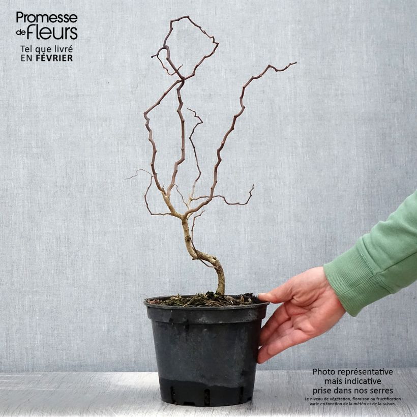 Robinia pseudoacacia Twisty Baby Lace Lady - Robinia Vaso da 3L/4L esemplare consegnato in inverno