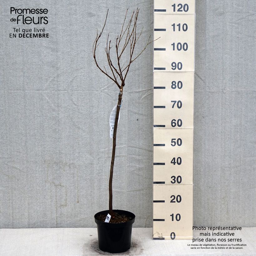 Esemplare di Robinia pseudoacacia Umbraculifera - Robinia Vaso da 4L/5L come consegnato in autunno