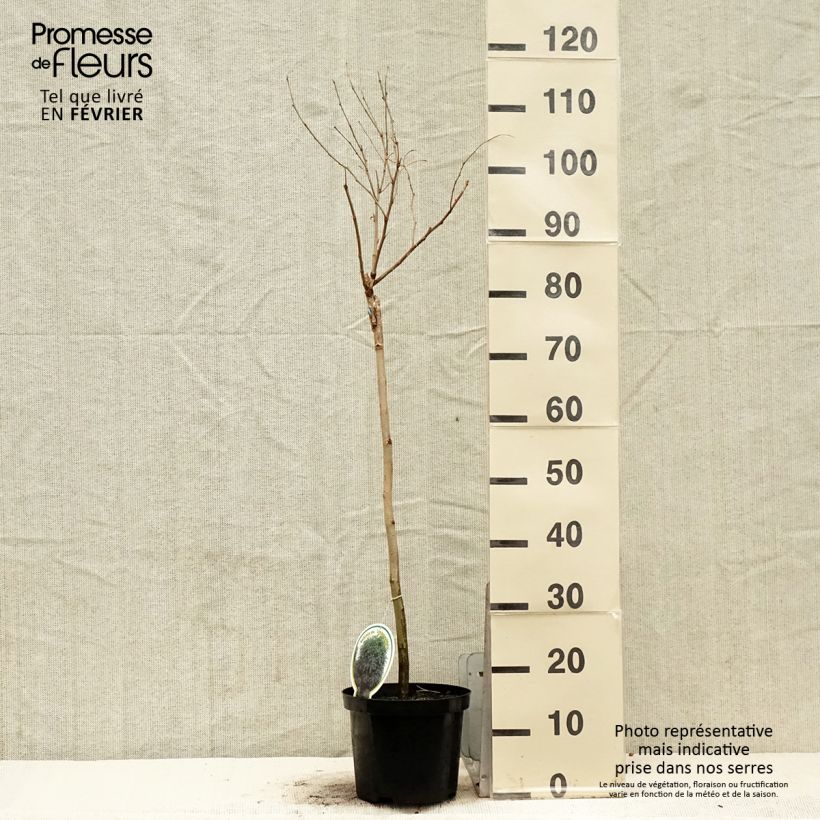 Robinia pseudoacacia Umbraculifera - Robinia Vaso da 4L/5L esemplare consegnato in inverno