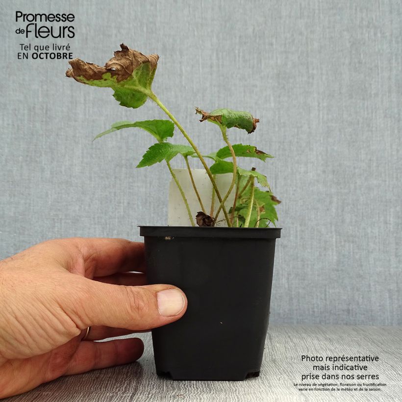 Esemplare di Rodgersia aesculifolia Vasetto da 8/9 cm come consegnato in autunno