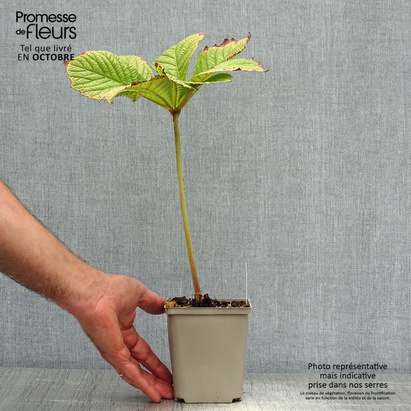 Esemplare di Rodgersia aesculifolia Irish Bronze Vasetto da 8/9 cm come consegnato in autunno
