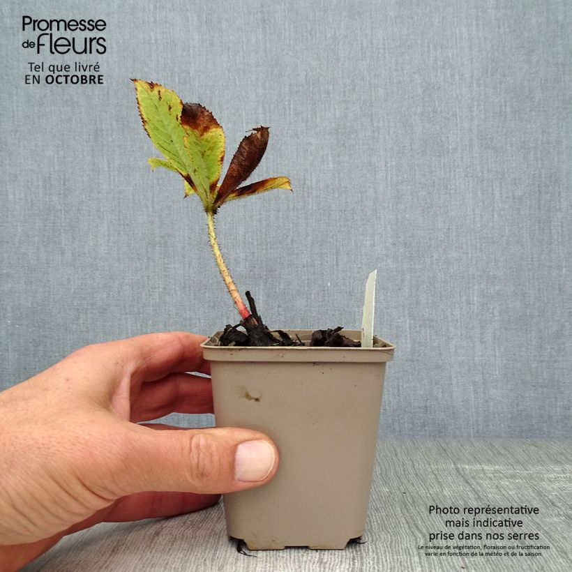 Esemplare di Rodgersia aesculifolia var. henrici Vasetto da 8/9 cm come consegnato in autunno