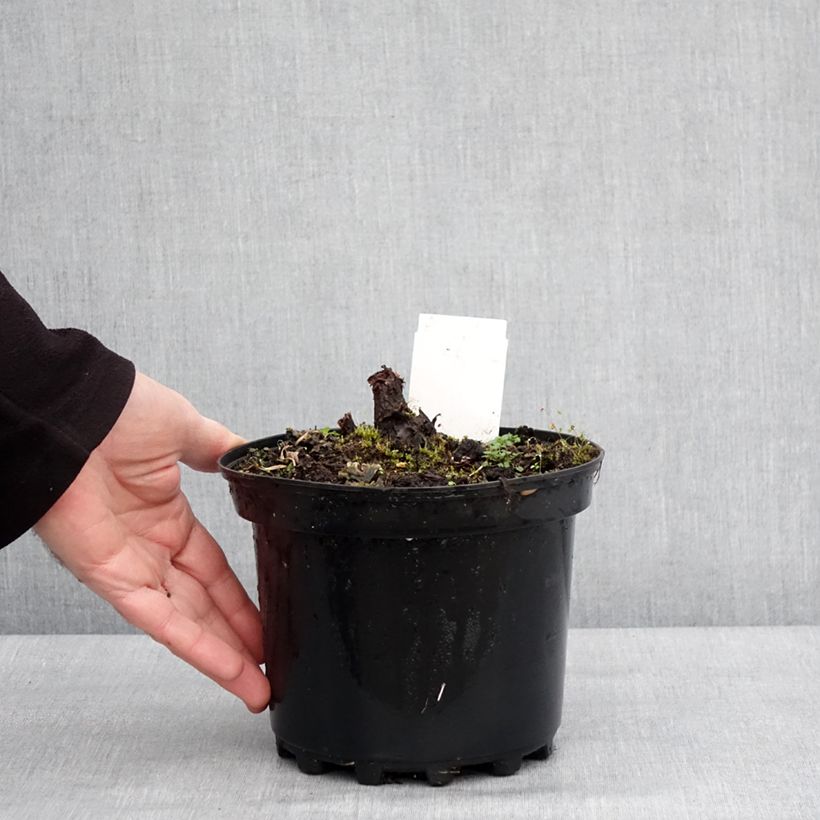 Rodgersia pinnata Chocolate Wings Vaso da 2L/3L esemplare consegnato in inverno