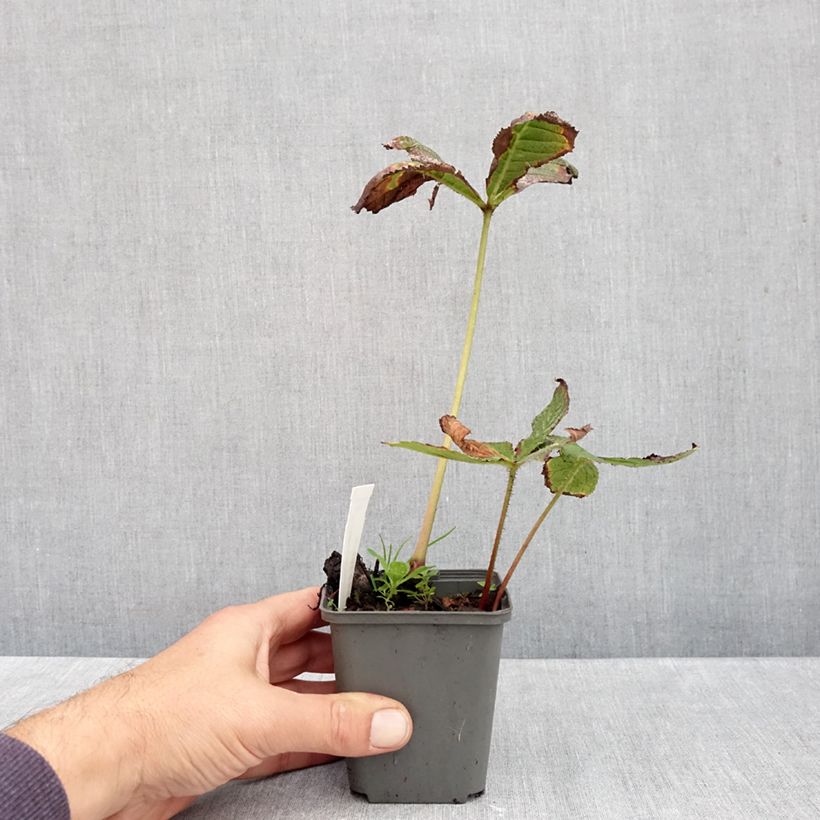 Esemplare di Rodgersia pinnata Hercules Vasetto da 8/9 cm come consegnato in autunno