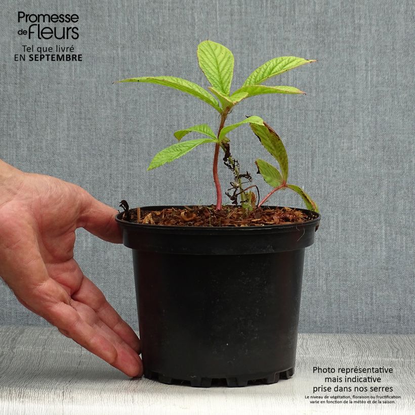 Esemplare di Rodgersia pinnata Vaso da 1,5L/2L come consegnato in autunno