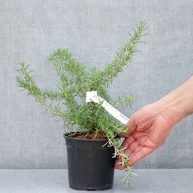 Rosmarinus officinalis Pointe du Raz - Rosmarino Vaso da 1,5L/2L esemplare consegnato in primavera