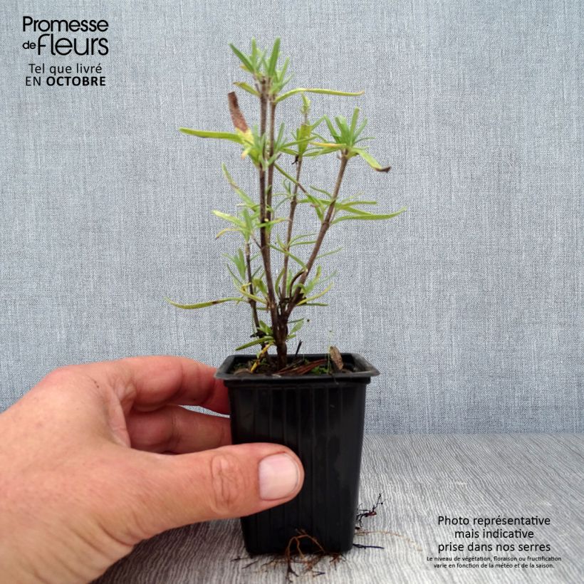 Esemplare di Rosmarinus officinalis - Rosmarino Vasetto da 7/8 cm come consegnato in autunno