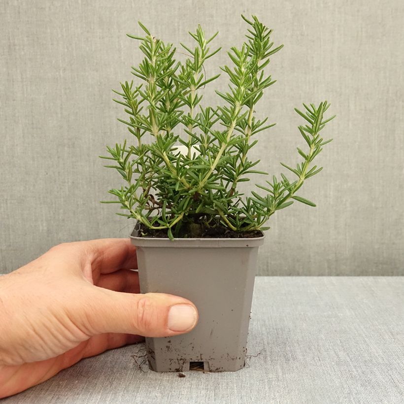 Esemplare di Salvia rosmarinus 'Capri' - Rosmarino Vasetto da 8/9 cm come consegnato in autunno