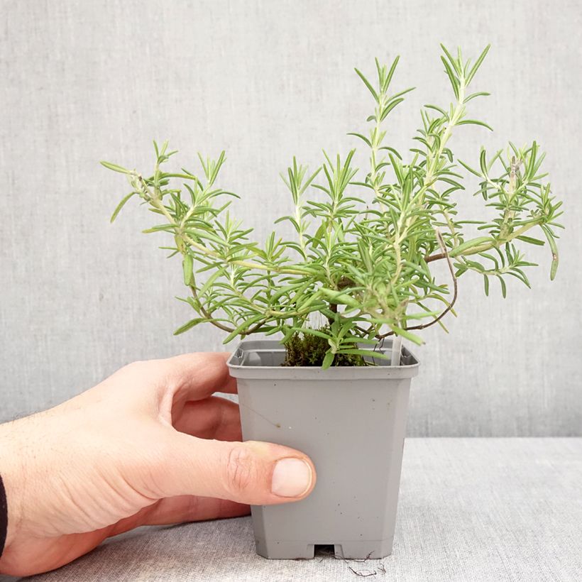 Salvia rosmarinus 'Capri' - Rosmarino Vasetto da 8/9 cm esemplare consegnato in primavera