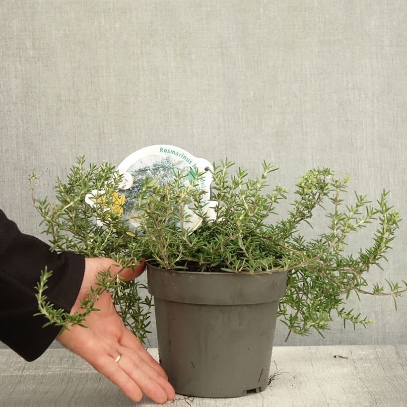 Esemplare di Salvia rosmarinus 'Capri' - Rosmarino Vaso da 2L/3L come consegnato in autunno