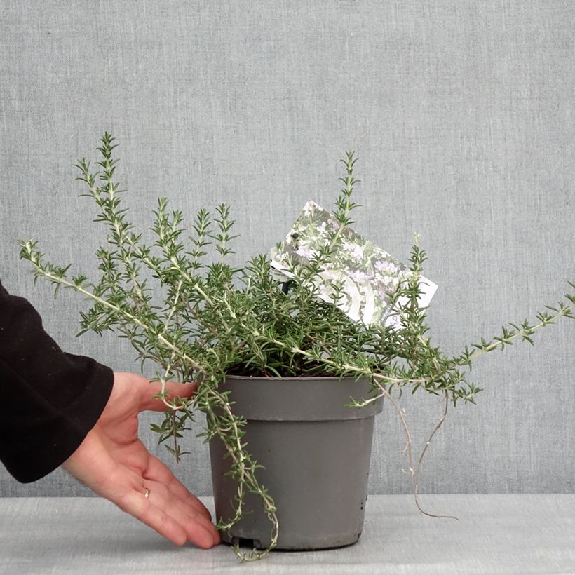 Salvia rosmarinus 'Capri' - Rosmarino Vaso da 2L/3L esemplare consegnato in inverno