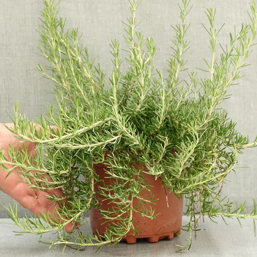 Esemplare di Rosmarinus officinalis Prostratus - Rosmarino Vaso da 3L/4L consegnato in estate