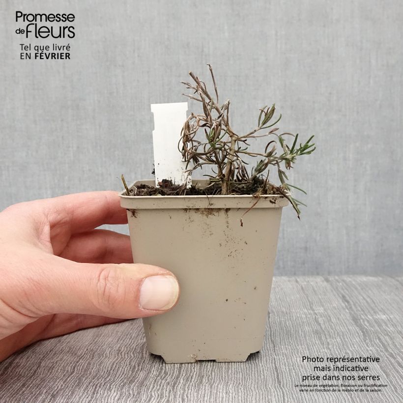 Rosmarinus officinalis Majorca Pink - Rosmarino Vasetto da 8/9 cm esemplare consegnato in inverno