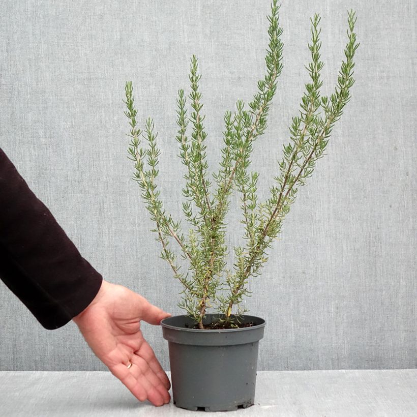Esemplare di Rosmarinus officinalis Majorca Pink - Rosmarino Vaso da 1,5L/2L come consegnato in autunno