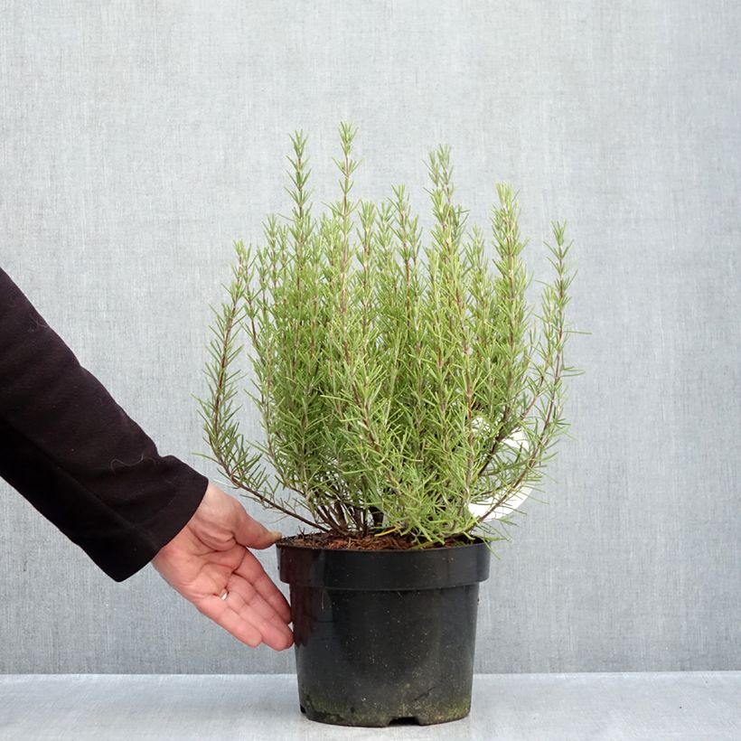 Esemplare di Rosmarinus officinalis Miss Jessopps Upright - Rosmarino Vaso da 3L/4L come consegnato in autunno