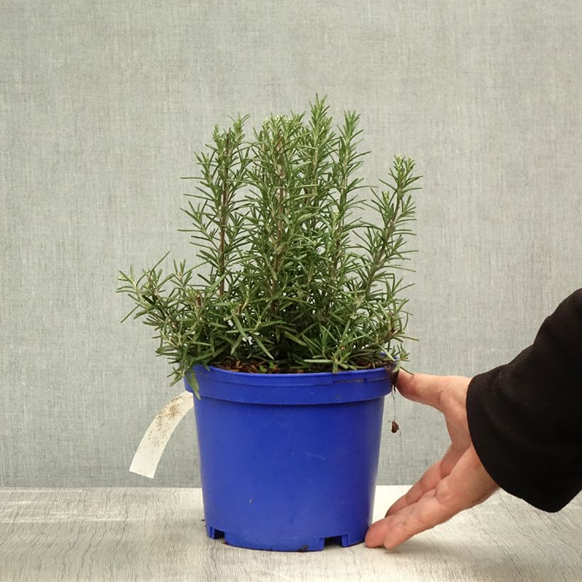 Esemplare di Rosmarinus officinalis Tuscan Blue - Rosmarino Vaso da 3L/4L come consegnato in autunno