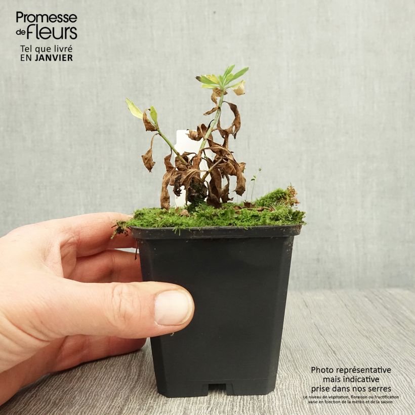 Romneya coulteri Vasetto da 8/9 cm esemplare consegnato in inverno