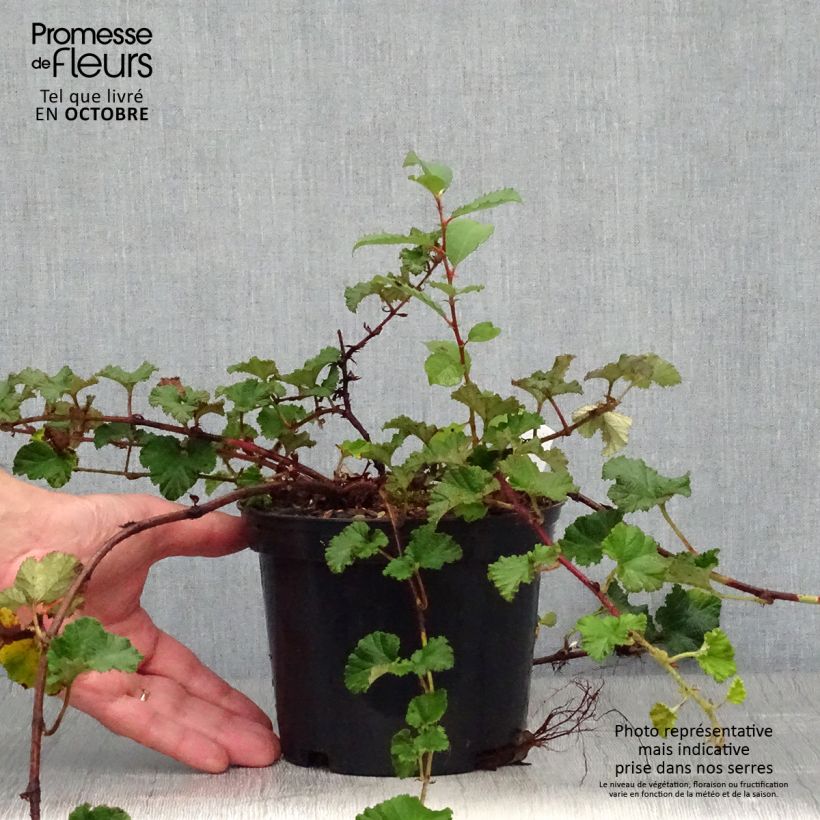 Esemplare di Rubus tricolor Betty Ashburner - Rovo ornamentale Vaso da 1,5L/2L come consegnato in autunno