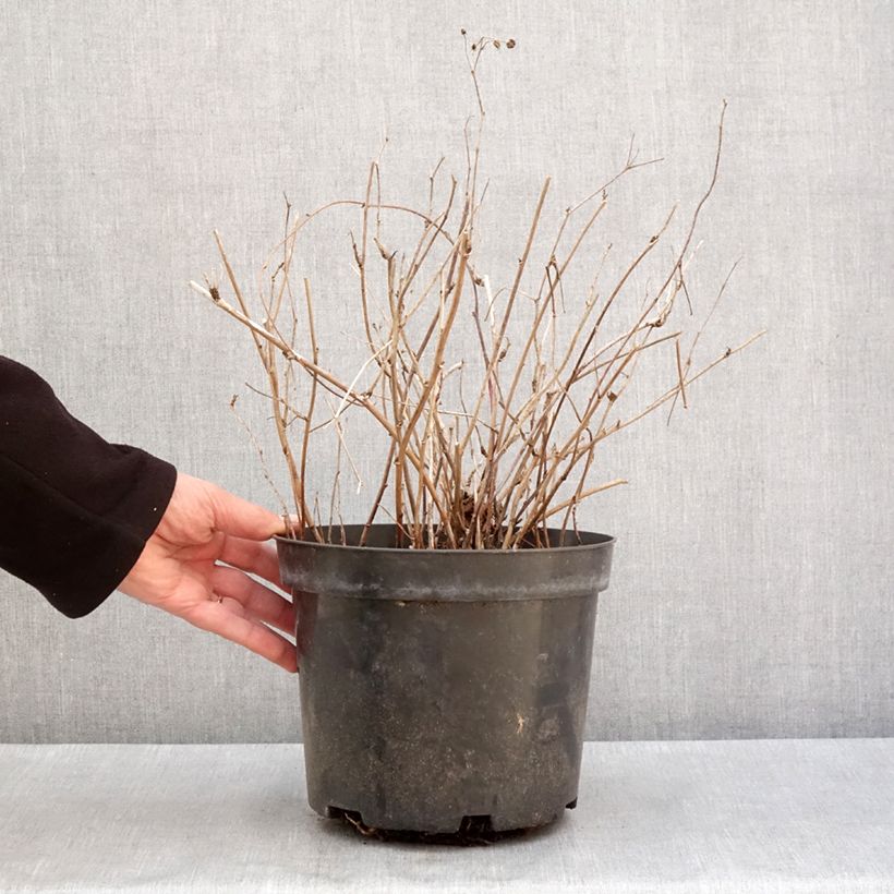 Rovo bluastro - Rubus caesius Vaso da 4L/5L, Multifusto esemplare consegnato in inverno