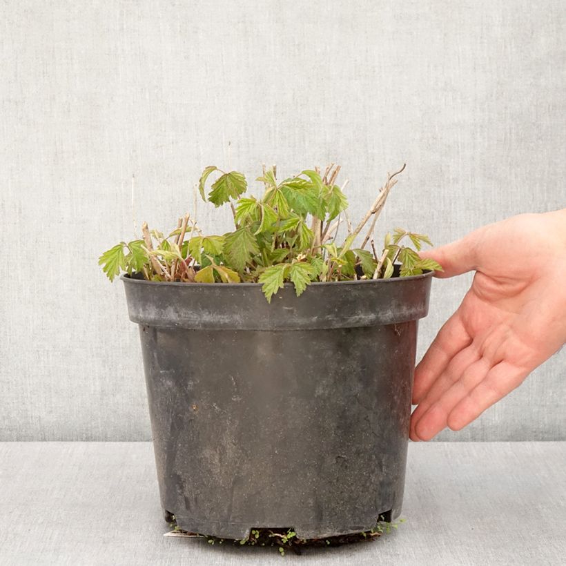 Rovo bluastro - Rubus caesius Vaso da 4L/5L, Multifusto esemplare consegnato in primavera