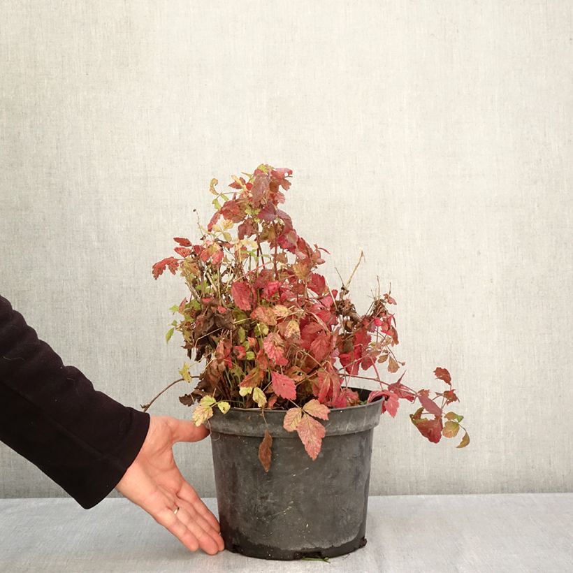 Esemplare di Rovo bluastro - Rubus caesius Vaso da 4L/5L, Multifusto come consegnato in autunno